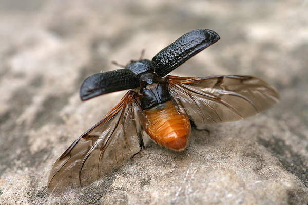 putukas