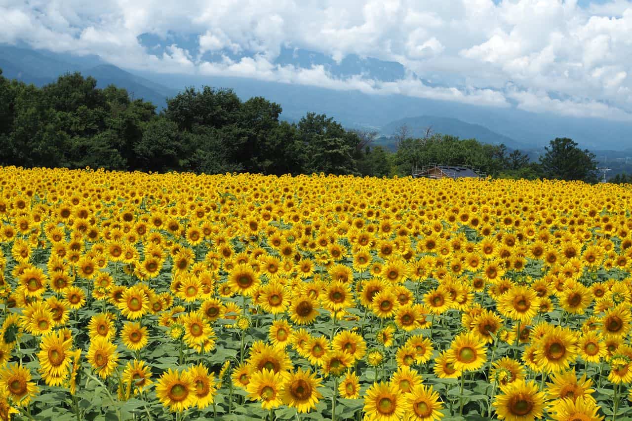 Flowers on field