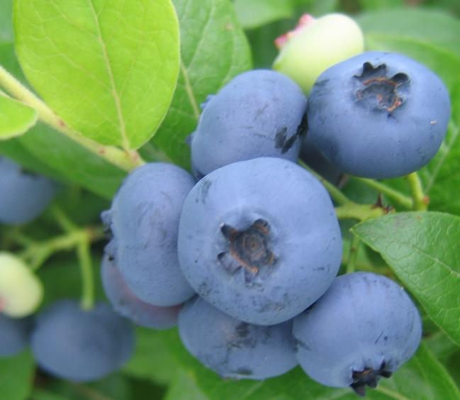 Northblue marjad