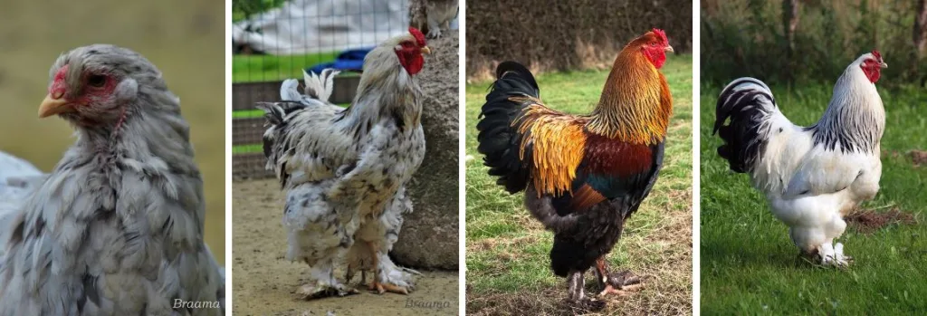 Linnud ESTFarm OÜ