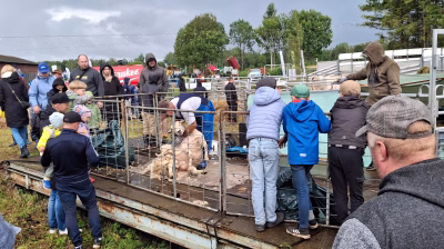 Lambap&uuml;gamine on p&otilde;nev