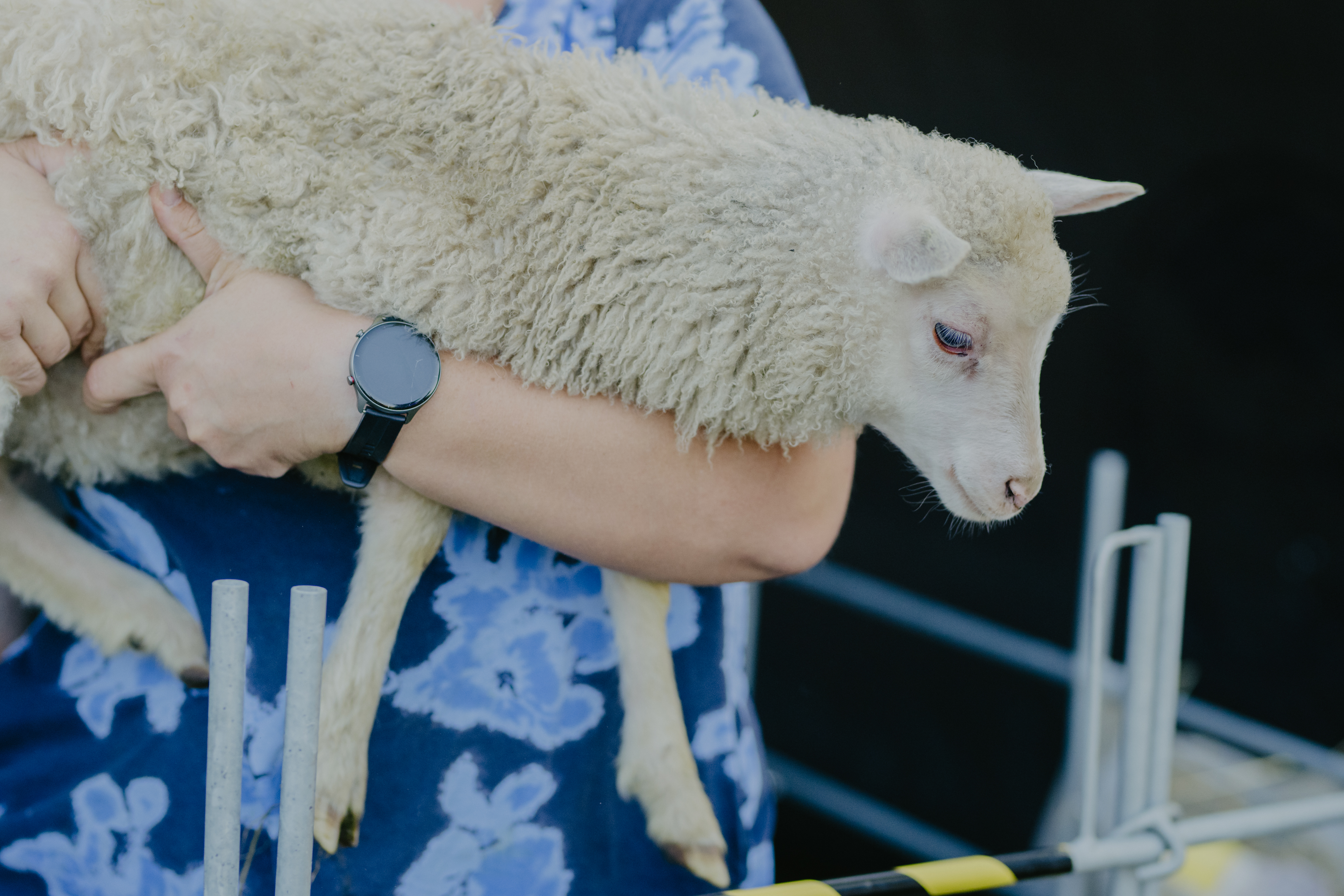 lammas