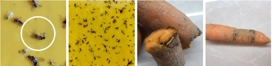 Porgandikärbes
