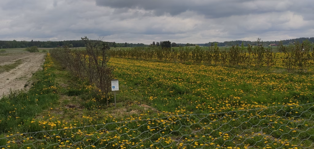 Agrometsanduses on p&otilde;ld ja puud vaheldumisi
