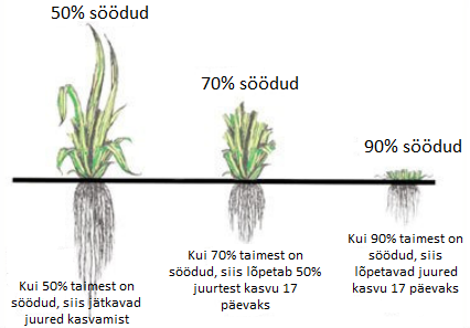 joonisel portsjonkarjatamise n&auml;ide, kuidas s&ouml;&ouml;dud taimede juured kasvavad