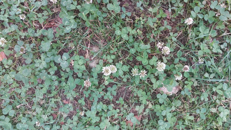 rohukasva põuasel suvel