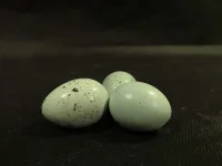 Celadoni vutimuna
