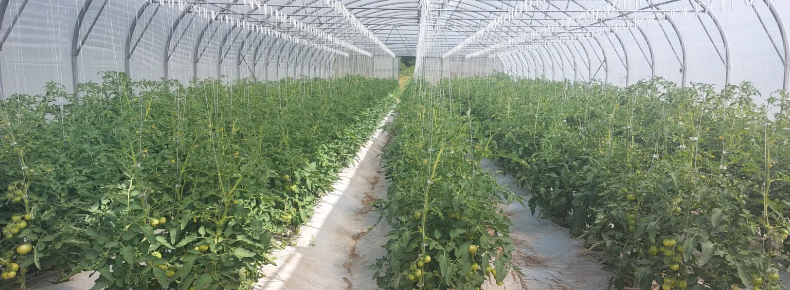 Kasvuhoone tomatitega
