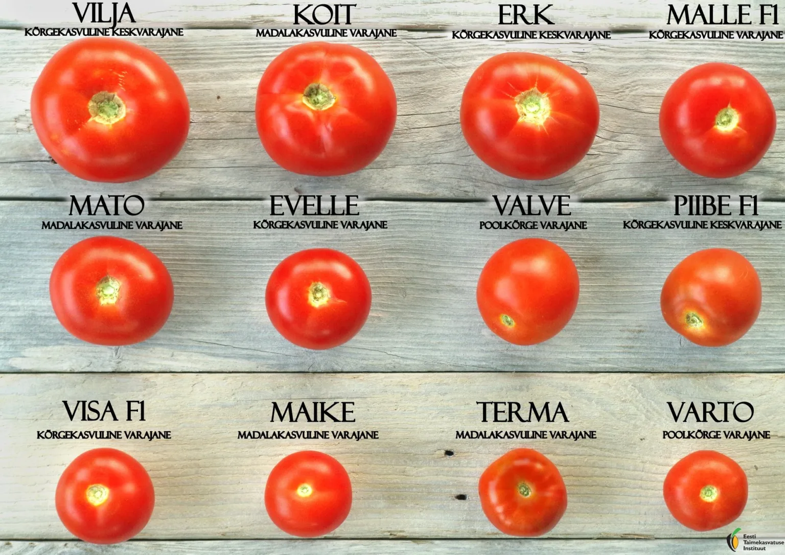 Tomatite v&otilde;rdlus