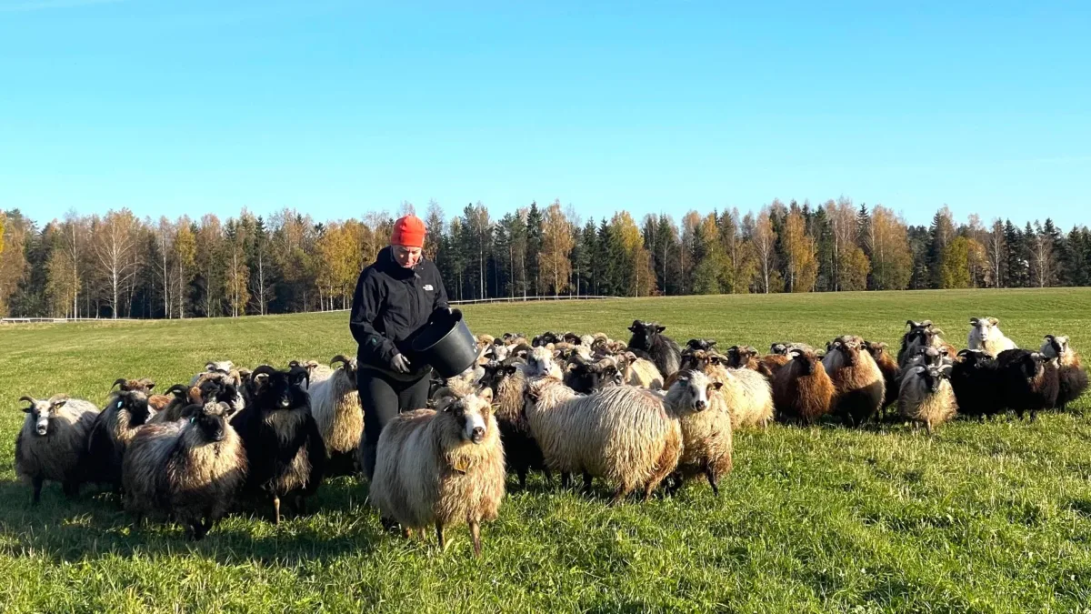 inimene ja lambad p&otilde;llul