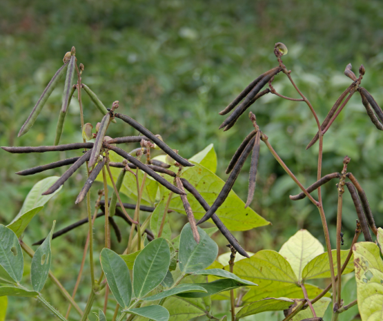 Munguba
