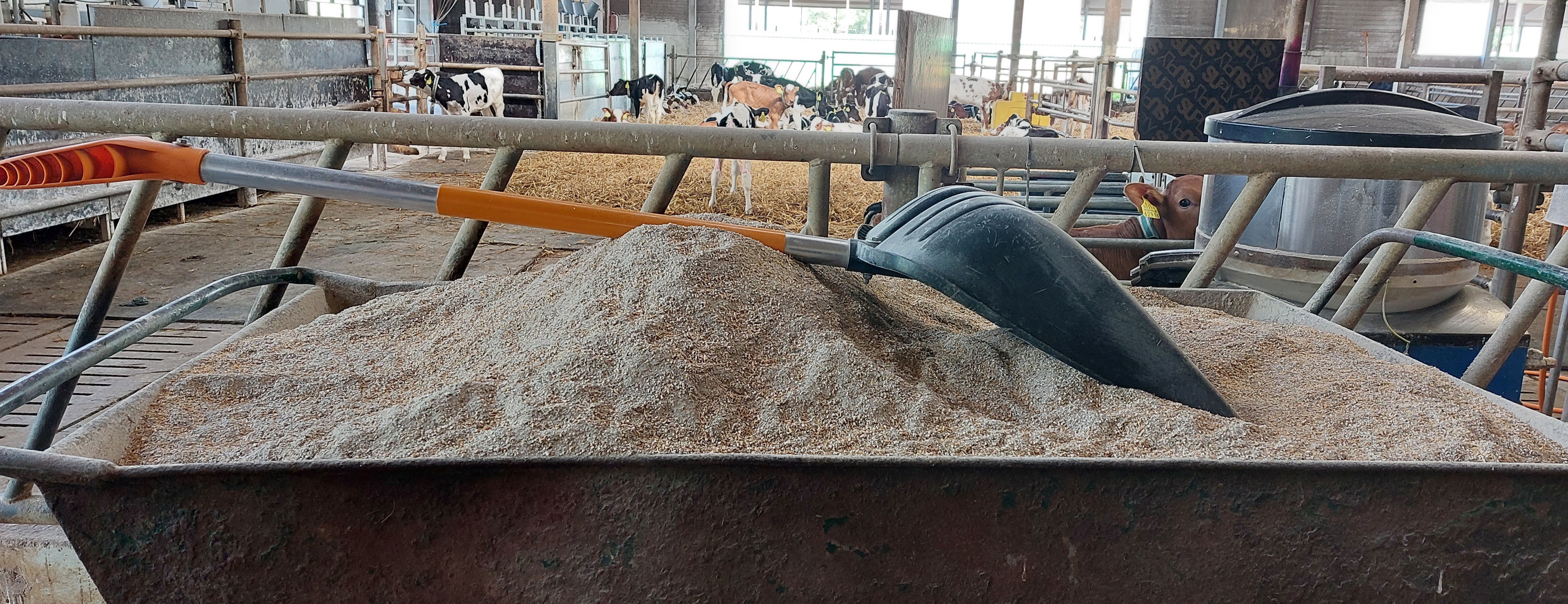 Söödakäru ja labidas vasikalaudas