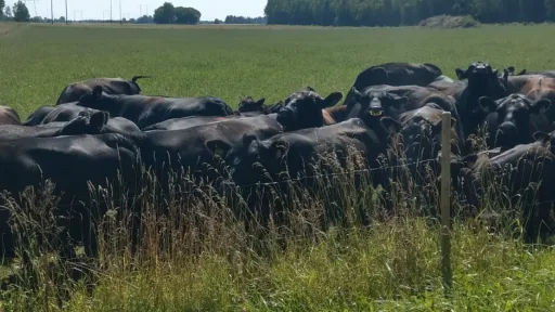 Aberdiin angus