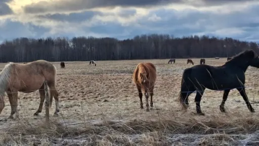 EEsti hobune talve karjamaal