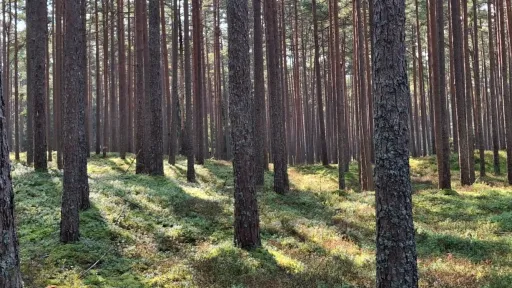 M&auml;nni mets