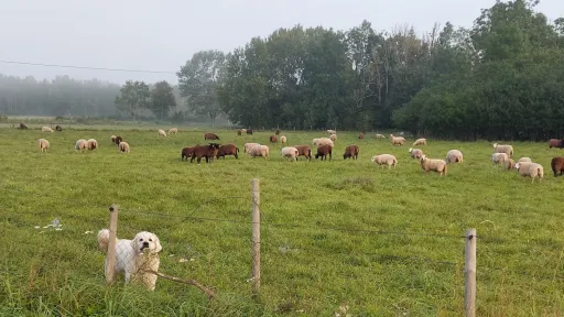 Lambad ja karjakoer