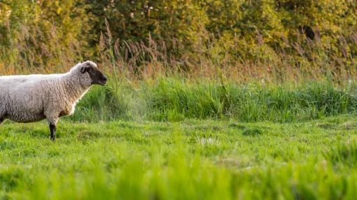 Lammas