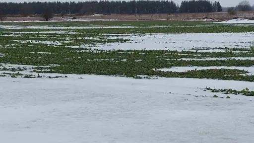 Talvitumismures p&otilde;ld