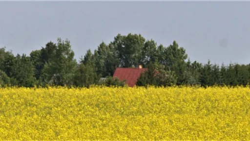 Pildil on &otilde;itsev rapsip&otilde;ld