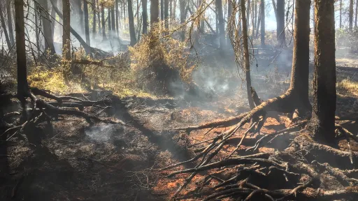 Tulekahju tagaj&auml;rjed metsas