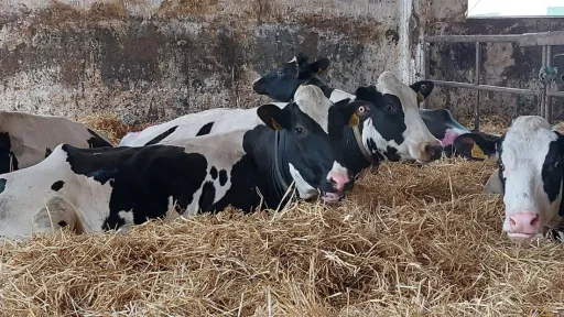 Veised lamavad laudas