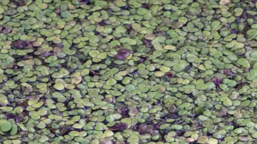 Camouflage grenouille verte
