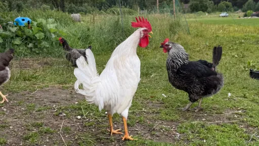 kukedkanad