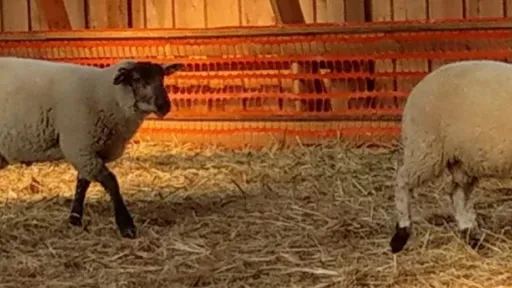 Lammas_heaolu