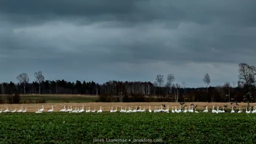 P&otilde;lluvaade