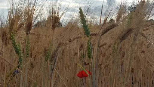 p&otilde;uap&otilde;ld