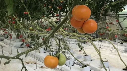 oranživiljaline tomat