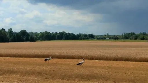 kured p&otilde;llul viljakoristusel
