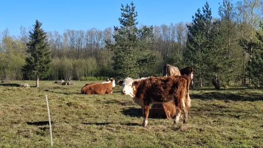 veised, kadakad ja m&auml;nnid
