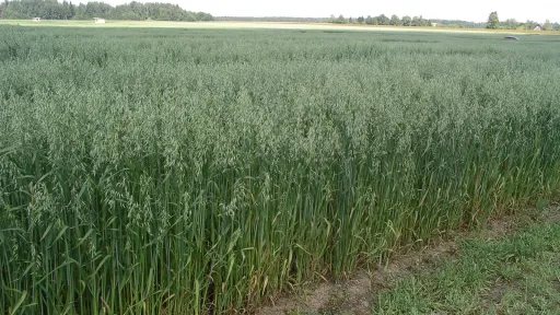 Kaerap&otilde;ld