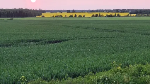 p&otilde;llud