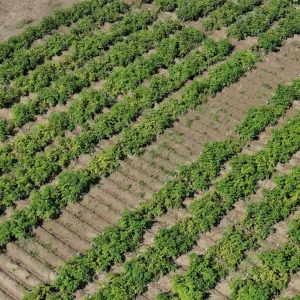 Kartulip&otilde;ld
