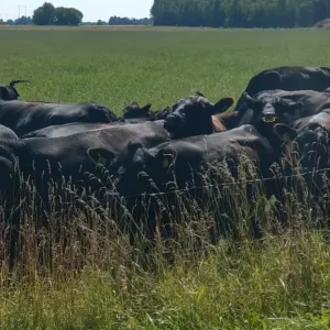 Aberdiin angus