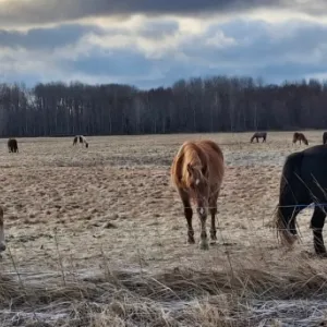 EEsti hobune talve karjamaal