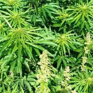 Kanep Nordic Hemp
