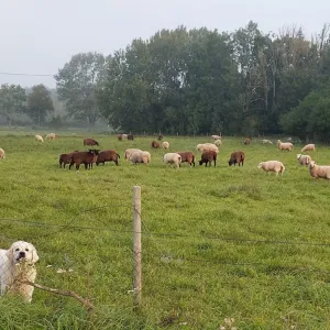 Lambad ja karjakoer