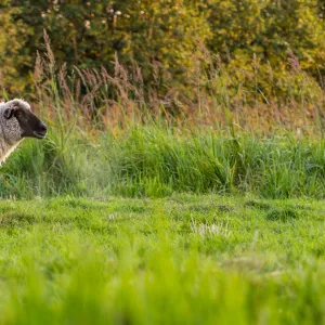 Lammas
