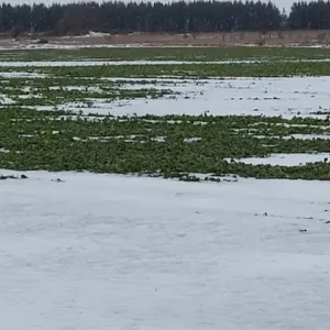Talvitumismures p&otilde;ld