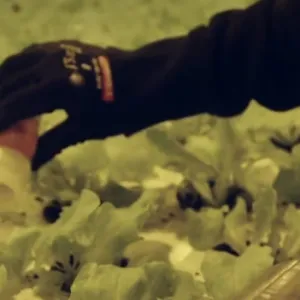 Biot&otilde;rje- tunnuspilt