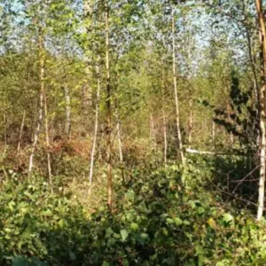 Hooldusraie