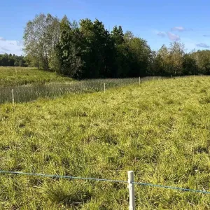 portsjonkrjatamise n&auml;ide, pildil trambitud rohi aiapostidega