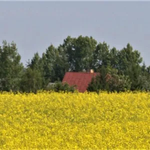 Pildil on &otilde;itsev rapsip&otilde;ld