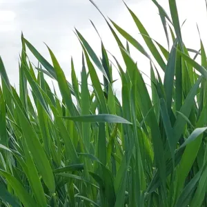 rohukasv 2023
