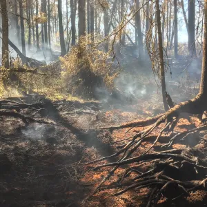Tulekahju tagaj&auml;rjed metsas