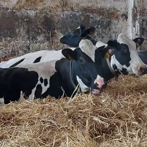 Veised lamavad laudas