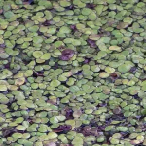 Camouflage grenouille verte